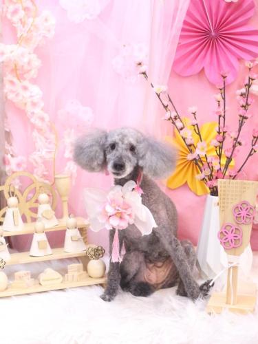 20250316さくらちゃん